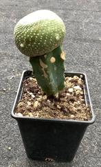 Cactus, Blossfeldia, Huis en Inrichting, Ophalen of Verzenden