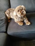 shihtzu dek reu, Dieren en Toebehoren, Honden | Dekreuen, Rabiës (hondsdolheid), Reu, 1 tot 2 jaar, Eén hond