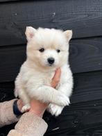 Pomsky x pomsky, Dieren en Toebehoren, Honden | Chihuahua's en Gezelschapshonden, CDV (hondenziekte), 8 tot 15 weken, Eén hond