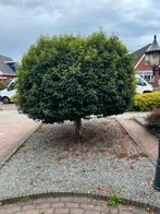 Boom, Tuin en Terras, Planten | Bomen, Ophalen of Verzenden, Halfschaduw, Overige soorten