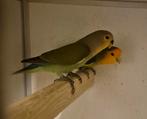 Jonge oranjemasker roseicolli, Dieren en Toebehoren, Vogels | Parkieten en Papegaaien, Vrouwelijk, Dwergpapegaai of Agapornis