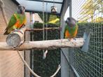 Voliere, Ophalen, Zo goed als nieuw, Aluminium, Volière