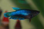 Betta vrouw short tail plakat - Koidream Valburg, Zoetwatervis, Vis