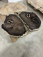 Versteend houten bladeren - Los te koop grote voorraad, Ophalen, Fossiel