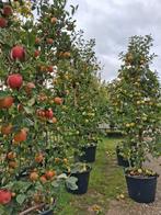 Appelboom in pot Malus Pinova laagstam oude fruitboom, Lente, Volle zon, In pot, Ophalen of Verzenden