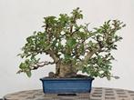 Liguster shohin bonsai, Tuin en Terras, Planten | Bomen, Overige soorten, Minder dan 100 cm, Zomer, Ophalen