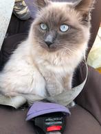 100% ragdoll bloue, Dieren en Toebehoren, Katten en Kittens | Overige Katten, Kater