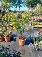 Meerstammige Krentenboom (Amelanchier lamarckii), Tuin en Terras, Planten | Bomen, Ophalen, Volle zon, Overige soorten
