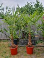 palmen 170cm hoog winterhard, 100 tot 250 cm, Zomer, Palmboom, Ophalen