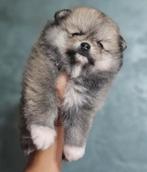 Toy pomeriaan - reu - Wolf Sable - stamboom & EU‑paspoort, Dieren en Toebehoren, Honden | Poolhonden, Keeshonden en Oertypen, Particulier