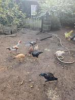 Shamo hennen en hanen, Dieren en Toebehoren, Pluimvee, Meerdere dieren, Kip