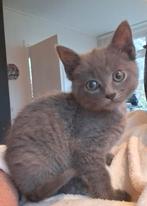 Blauwgrijs kitten (poesje), Dieren en Toebehoren, Poes, Kortharig, 0 tot 2 jaar