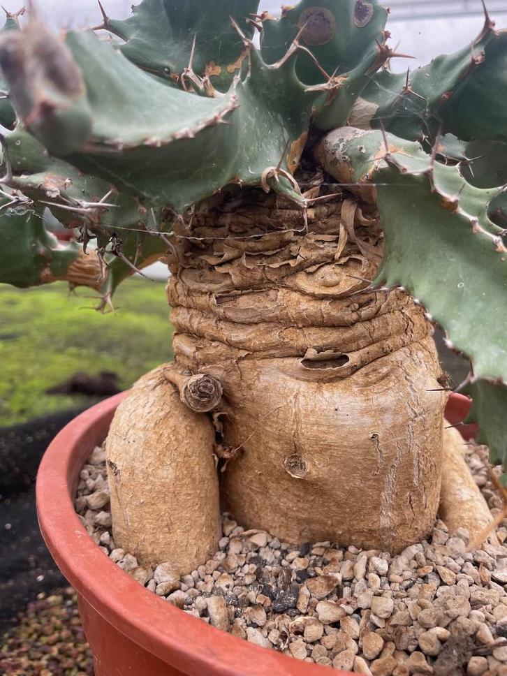 Caudex Euphorbia Tortirama zeldzaam afkomstig Transvaal ZA, Huis en Inrichting, Kamerplanten, Overige soorten, Minder dan 100 cm
