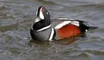 Harlekijneenden, Dieren en Toebehoren, Meerdere dieren, Eend