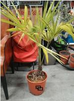 plant palmboompje, Tuin en Terras, Ophalen, Vaste plant, Overige soorten, Volle zon