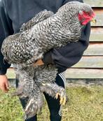 Jonge Brahma haan groot koekoek, Dieren en Toebehoren, Pluimvee, Mannelijk, Kip
