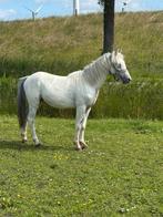 Fewspot hengst jaarling VOL papier, Minder dan 160 cm, Dressuurpaard, 0 tot 2 jaar, Hengst