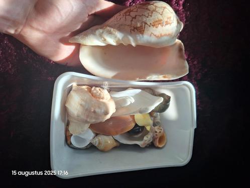 Schelpenverzameling uit het buitenland, Verzamelen, Overige Verzamelen, Gebruikt, Ophalen