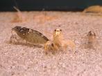 Aziatische waaierhandgarnaal (Atyopsis moluccensis), Dieren en Toebehoren, Kreeft, Krab of Garnaal, Zoetwatervis, Schoolvis