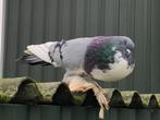 Hollandse kroppers, Dieren en Toebehoren, Meerdere dieren, Kropper