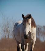 10 jarige PRE ruin te koop, Dieren en Toebehoren, Paarden, Gechipt, Ruin, Dressuurpaard, Zadelmak
