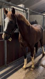 5 jarige ruin Qartoon de muze, Dieren en Toebehoren, Paarden, Springpaard, Minder dan 160 cm, Ruin, 3 tot 6 jaar