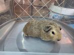 cavia jonkies divers, Dieren en Toebehoren, Juli, Meerdere dieren, Cavia