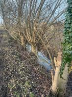 Gratis haardhout - Zelf zagen!, Volle zon, Bloeit niet, 250 tot 400 cm, Overige soorten