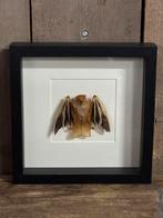 Lijst met opgezette vleermuis., Verzamelen, Ophalen of Verzenden, Nieuw, Insect, Opgezet dier