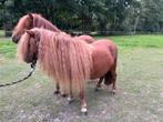 Twee mooie stamboek Shetland merries 2 jarig, Merrie, 0 tot 2 jaar, A pony (tot 1.17m), Recreatiepony