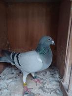 Doffer 2024, Dieren en Toebehoren, Mannelijk, Postduif