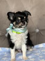 Chihuahua pup, Reu, CDV (hondenziekte), 8 tot 15 weken, Eén hond