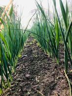 Preiplanten, preiplantjes, prei planten, potlooddik., Tuin en Terras, Planten | Tuinplanten, Ophalen, Volle zon, Groenteplanten