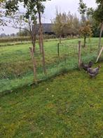 Hollandse blauwe hennen, Dieren en Toebehoren, Pluimvee, Vrouwelijk, Kip