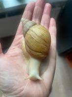 Reuzenslakken zoeken nieuw huisje (meerdere stuks), Dieren en Toebehoren, September, Meerdere dieren