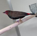 Geschilderde astrilde man, Dieren en Toebehoren, Vogels | Overige Vogels, Mannelijk