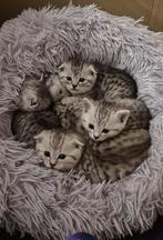 Katjes, Meerdere dieren, Ontwormd