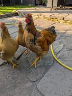 Haan gratis af te halen, Dieren en Toebehoren, Mannelijk, Kip