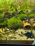 Garnalen blue dream neocardina, Kreeft, Krab of Garnaal