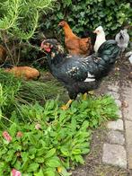 Mooie haan Wyandotte, Dieren en Toebehoren, Mannelijk, Kip
