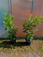 Laurier kers, Tuin en Terras, Planten | Struiken en Hagen, Ophalen, Laurier, 100 tot 250 cm