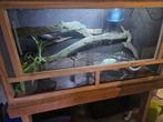 Koppel pythons regius Inclusief toebehoor, Dieren en Toebehoren, Ophalen, Zo goed als nieuw, Overige typen