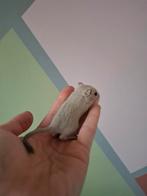 Baby gerbil, Dieren en Toebehoren, Knaagdieren, Juni, Meerdere dieren, Overige typen