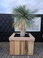 YUCCA’S & DASYLIRION, In pot, Halfschaduw, Minder dan 100 cm, Zomer