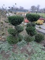 Chamaecyparis Columnaris Blauw Bonsai Vormsnoei vanf €35, Tuin en Terras, Bloeit niet, Overige soorten, 100 tot 250 cm, Ophalen