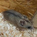 Chinese Dwerghamster te koop, Dieren en Toebehoren, Knaagdieren, November, Meerdere dieren, Hamster