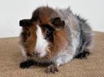 Borstelhaar zeug, Dieren en Toebehoren, Knaagdieren, Cavia, Juni, Vrouwelijk, Tam