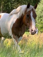 Verzorgster, Dieren en Toebehoren, Ophalen of Verzenden, Nieuw