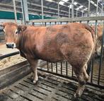 Zware Parthenaise vaars, Dieren en Toebehoren, Vrouwelijk
