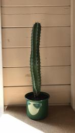 cactus, Ophalen, Minder dan 100 cm, Volle zon, In pot